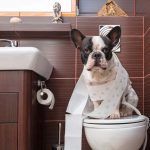 How to train your dog where to go to toilet? dog toilet