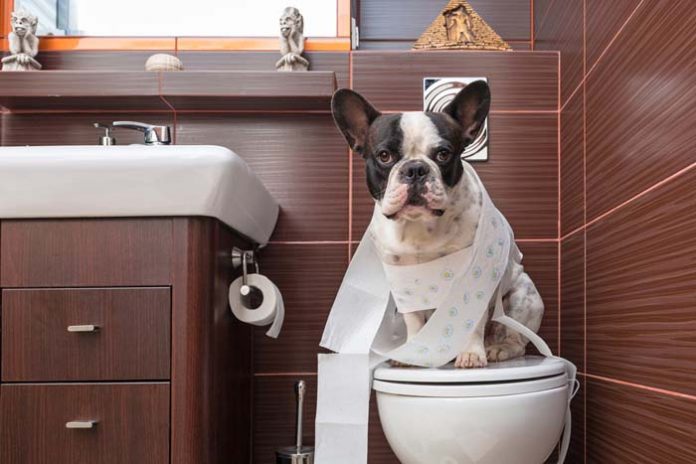 dog toilet