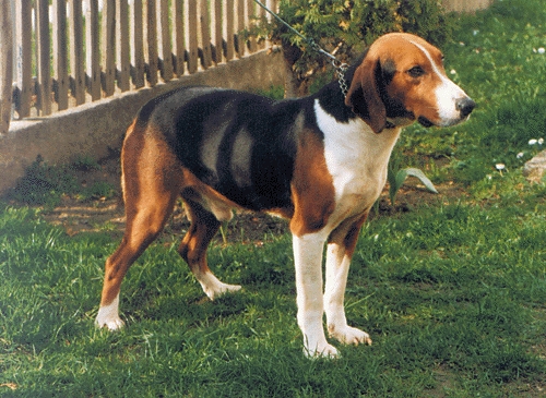 Srpski Trobojni Gonič Hunting Dog Breeds