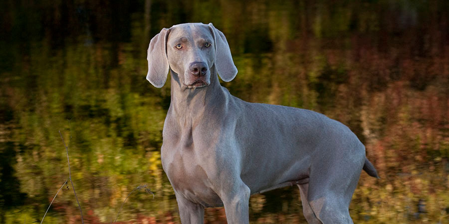 Weimaraner 