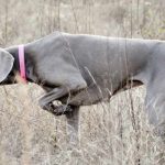 Weimaraner a.k.a The Silver Ghost Weimaraner