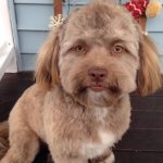 Meet Yogi – The cross breed turned Internet sensation Shih Poo