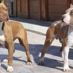 We asked an Expert : Are Pit Bulls the most dangerous dogs ? pit bull