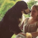 Few words about Bernese Mountain Dog with Mrs. Vilte Liaugminaite Bernese Mountain Dog