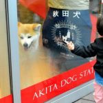 Akita Dogs on Display – Visitors Charmed