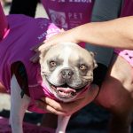 Meet Cherie – The Surfing French Bulldog