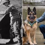 US Army Dog awarded posthumous with a medal for bravery US Army Dog