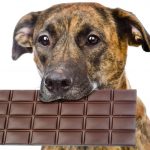 Myth or Truth : Could Chocolate Kill Your Dog? dog chocolate