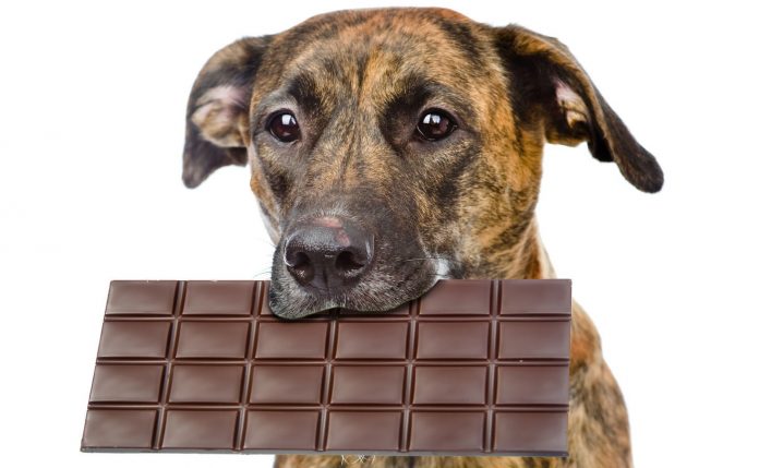dog chocolate