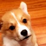 Photos of dead Corgi are being used in online scam.