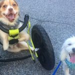 New life for the Disabled Rescue Dog