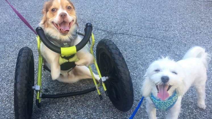 New life for the Disabled Rescue Dog