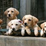 What diseases are lurking purebred dogs and what could we do about it?