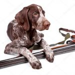 Bizzare : Iowa man shoot by his dog dog gun