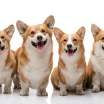 Prince Harry and Meghan Markle – Royal Wedding, Jewels and … Corgis !? corgis