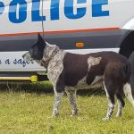 Partially Deaf and Blind Dog Saved 3-years old Girl