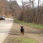 Heartbreaking Story : Dog still waits for his owner that passed away in a hospital dog waiting