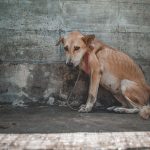 Worms in Dogs Worms in Dogs