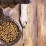Will Pet Food be made out of Fake Meat? Insect Based Foods