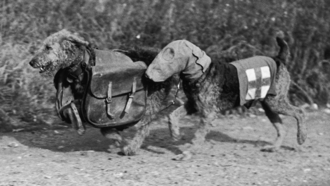 The Story of the WWI Dog Heroes