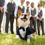 Corgi – Guest of Honor on the Royal Wedding