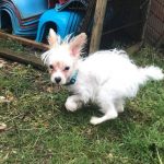 What could poor breeding conditions do to a dog?