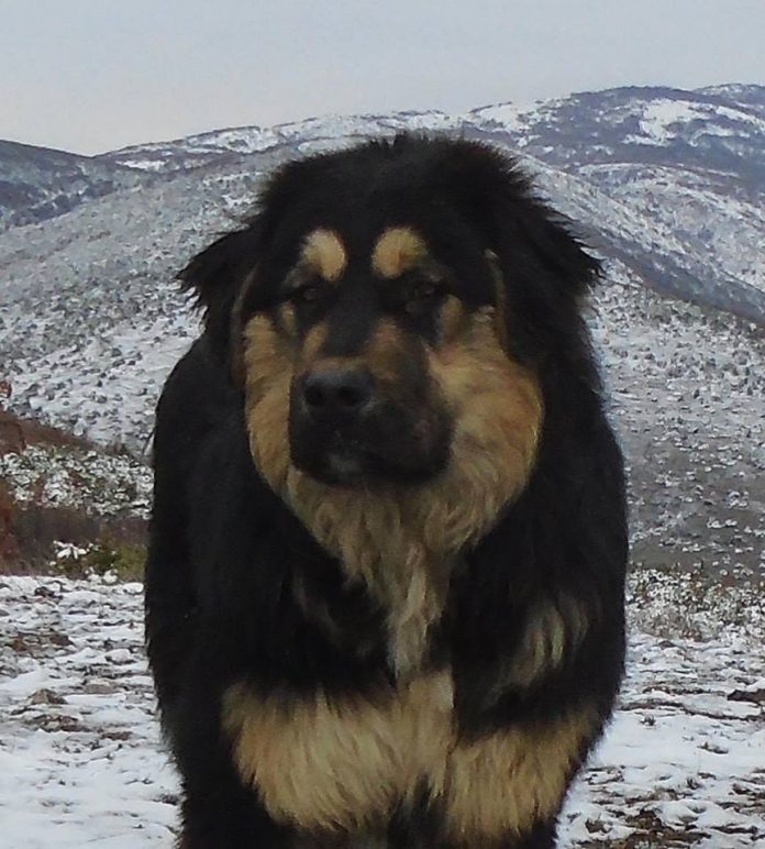 Karaman The Mythical Dog of Macedonia