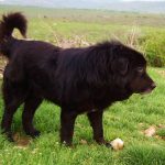 Karaman – The Mythical Dog of Macedonia karaman