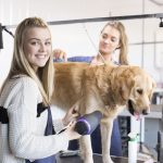 Unregulated Threat to Your Pet pet grooming