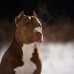Pit Bull – Кiller or nanny – finally discovered ! Pit Bull
