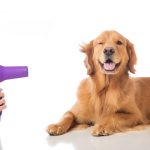 How To Groom Your Dog’s Fur Perfectly! Dog Grooming