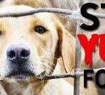 Is Yulin Dog Meat Festival going to stop soon !?