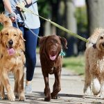 If You Wanna Your Dog be a Champion This is The Right Way How To Walk dog walking