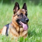 Seven Things You Should Know About German Shepherds Before Adopting It German shepherd