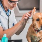 How To Clean Your Dog’s Ears how to clean your dogs ears