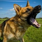 The real reason why dogs become aggressive! Dog stop barking