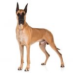Great Dane – A charming character with a gentle heart ! Great-Dane