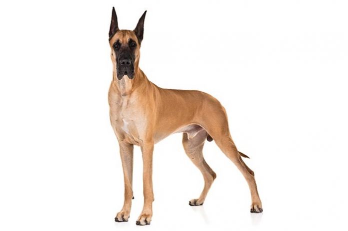 Great-Dane