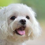 Small Guide For Maltese Dog – Part one Dog Breeds don't smell