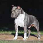 American Staffordshire Terrier Growing Up: Righteous Upgrade to Best Friend !