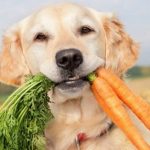 How to persuade a dog to eat vegetables? dog food