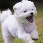 Small Guide for Maltese Dog – part two maltese dog