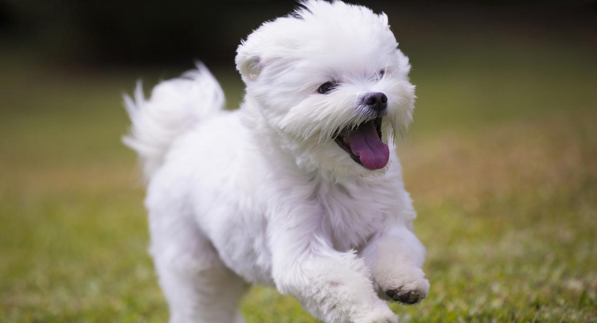Small Guide for Maltese Dog – part two