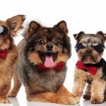 50 most popular male and female dog names ! dog names