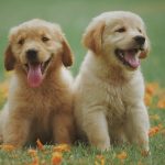 Why is the Golden Retriever ideal pet for you? Golden Retriever