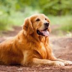 Golden Retriever – the most favorite dog in the world ! Golden Retriver