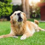 What does your dog’s different bark mean? bark meaning