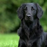 Can Golden Retriever Appear in Black Colors? Black Golden Retriever