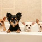 Why are they following us in the toilet? dog toilet