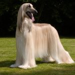 Afghan Hound one of the most noble dog breeds in the world Afghan Hound
